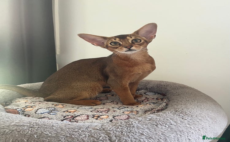 Abyssinian cats in Northwood - Advert 3