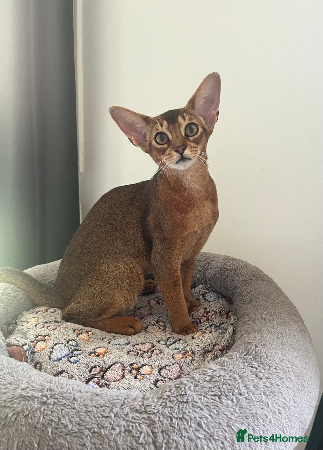 Abyssinian cats for sale: Beautiful Aby Girls in Northwood - Image 1