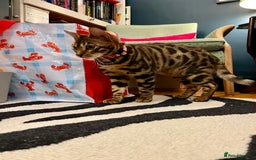 Bengal cats for sale: Beautiful Bengal kitten 7 months - Advert 4