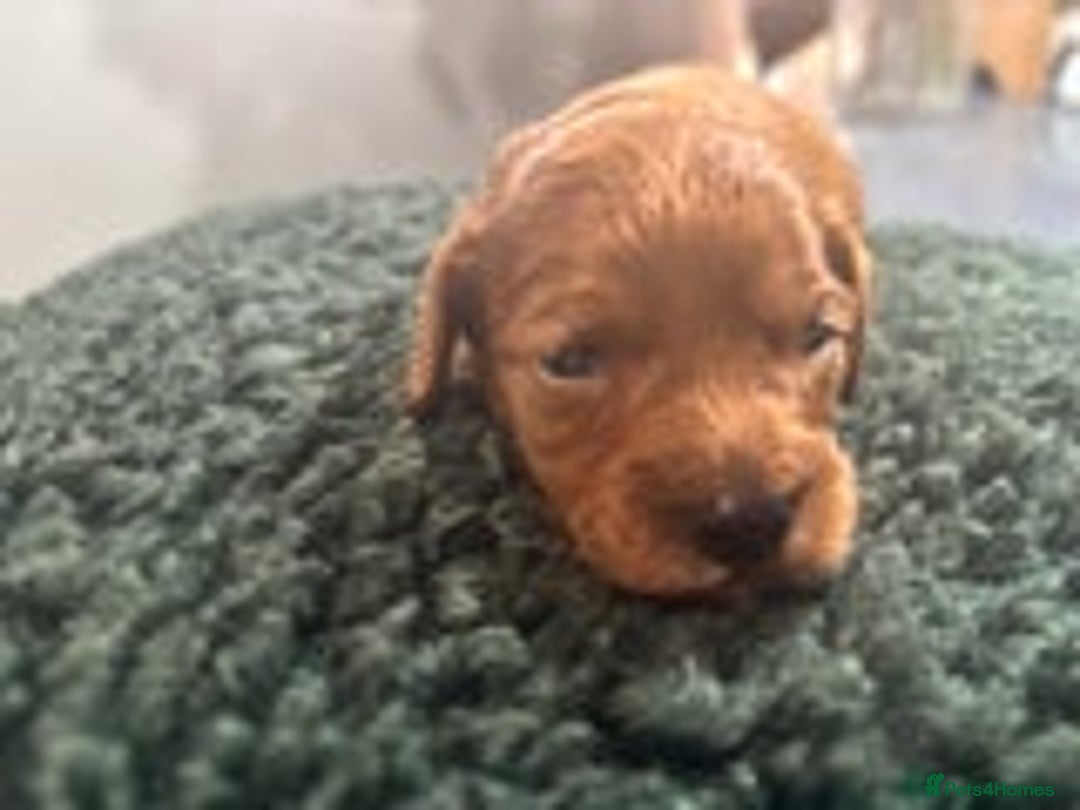 Cavapoo dogs for sale: Beautiful healthy Cavapoo’s d.o.b 22/08/25 - Image 1