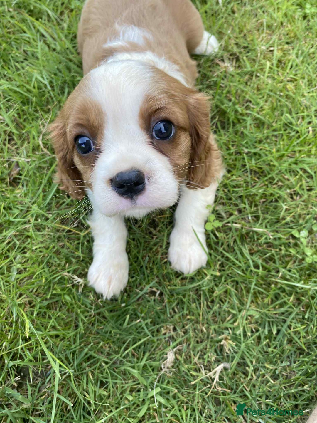 Cavalier King Charles Spaniel dogs for sale: Ready now, cavalier King Charles pups - Image 7