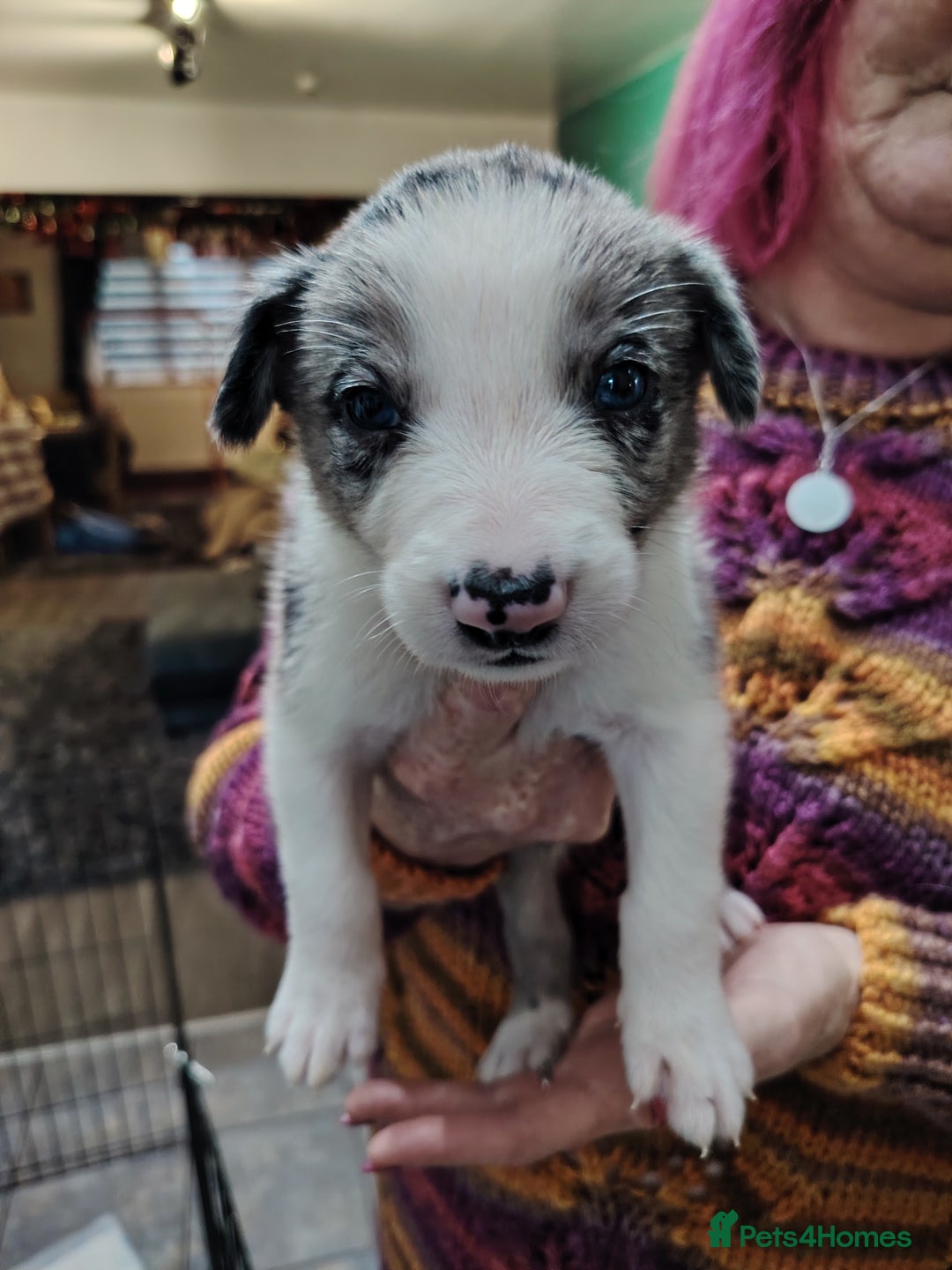 Border Collie dogs for sale: Border collie and blue merle  - Advert 2