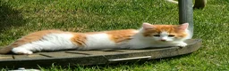 Mixed Breed cats for sale: Adorable fluffy Kittens in Hungerford - Advert 10