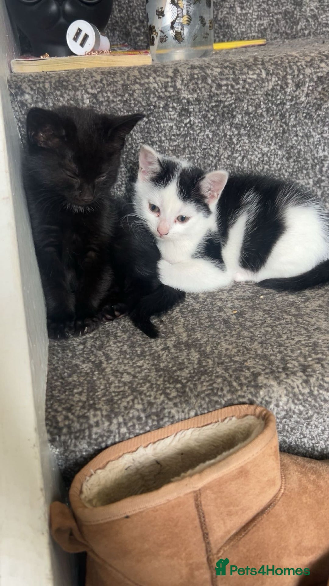Brazilian Shorthair cats for sale: 2 female kittens for sale  - Image 2