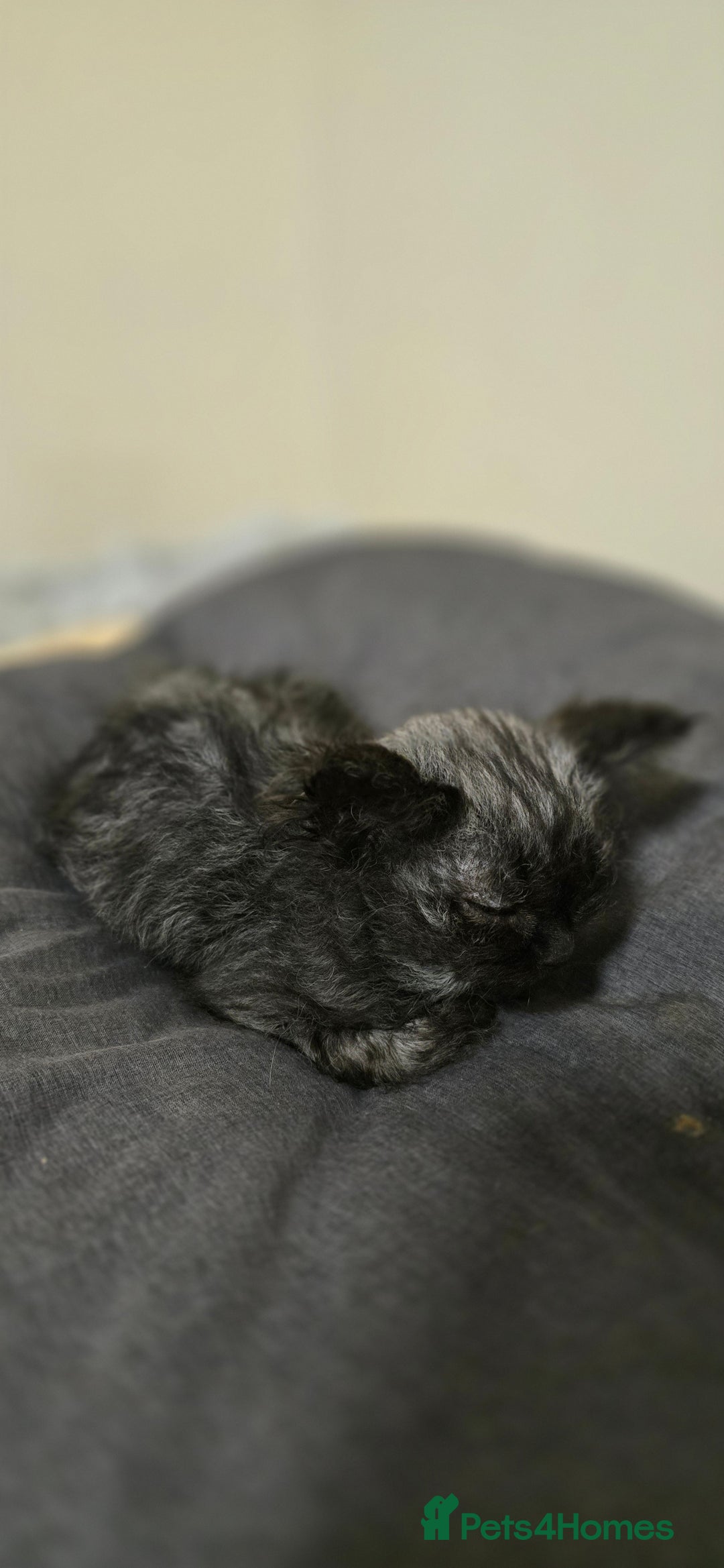 LaPerm cats for sale: 2 male Laperm mix kittens, curly haired - Advert 35