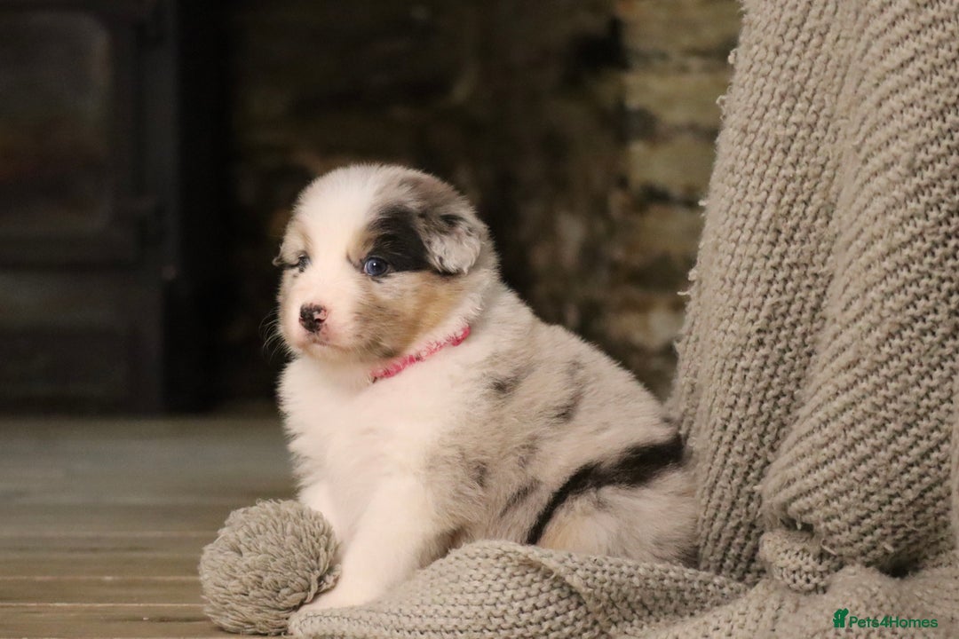 Australian Shepherd dogs for sale: Australian Shepherd Puppies  - Image 35