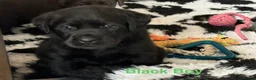 Labrador Retriever dogs for sale: Gorgeous, Chunky KC Labs - Advert 12
