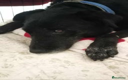 Mixed Breed dogs for adoption: 🐾 Meet Blaney  - Advert 3