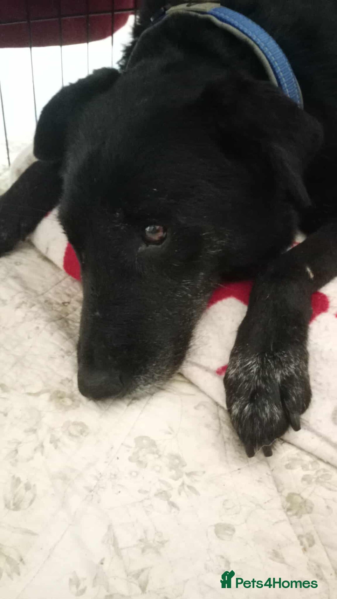 Mixed Breed dogs for adoption: 🐾 Meet Blaney  - Advert 3