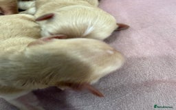 Maltipoo dogs for sale: 5 girls. fully DNA & health tested clear parents.  - Advert 19