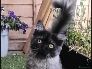 Maine Coon cats 3/4 mainecoon 1/4 British short-haired female - Advert 1