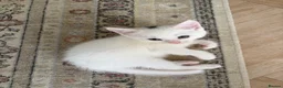 Domestic Shorthair cats for sale: Adorable Kittens – 2 Girls & 3 Boys in Isleworth - Advert 8