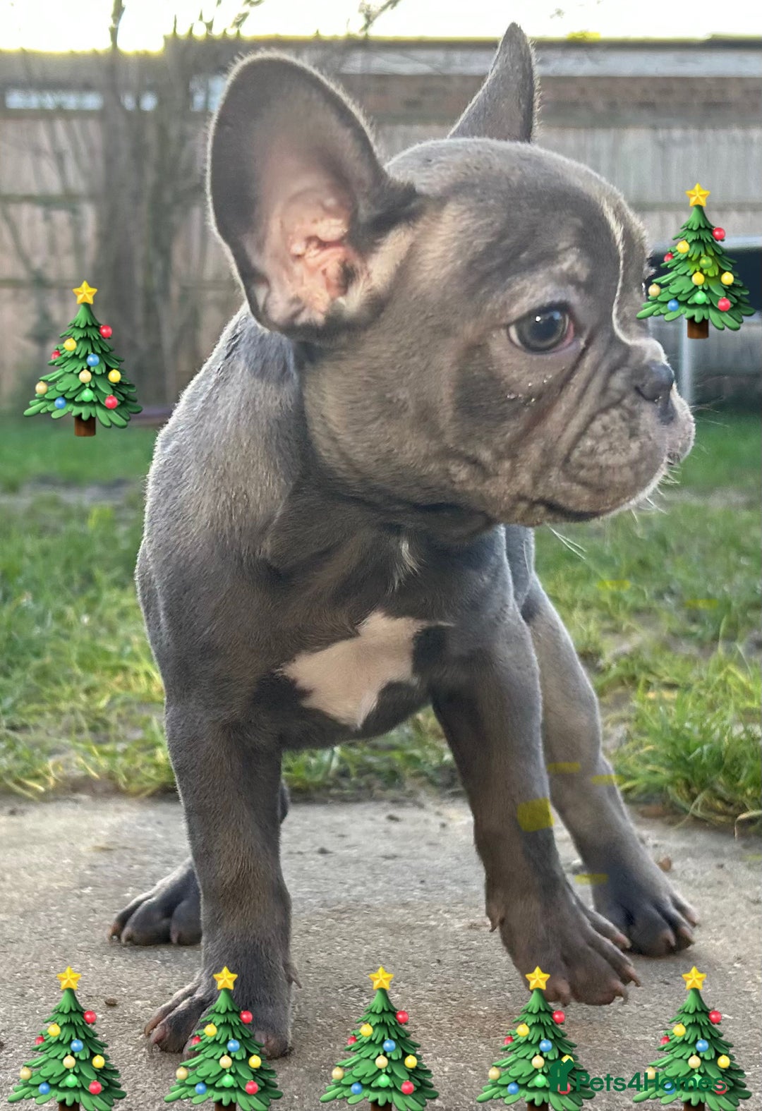 French Bulldog dogs for sale: French Bulldog Blue Girl 12 weeks old ! Last one - Advert 20