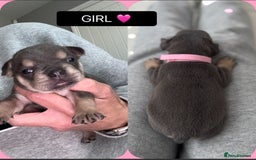 Mixed Breed dogs for sale: 5 beautiful frenchie x English bulldogs for sale  - Image 3