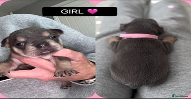 Mixed Breed dogs - Advert 6