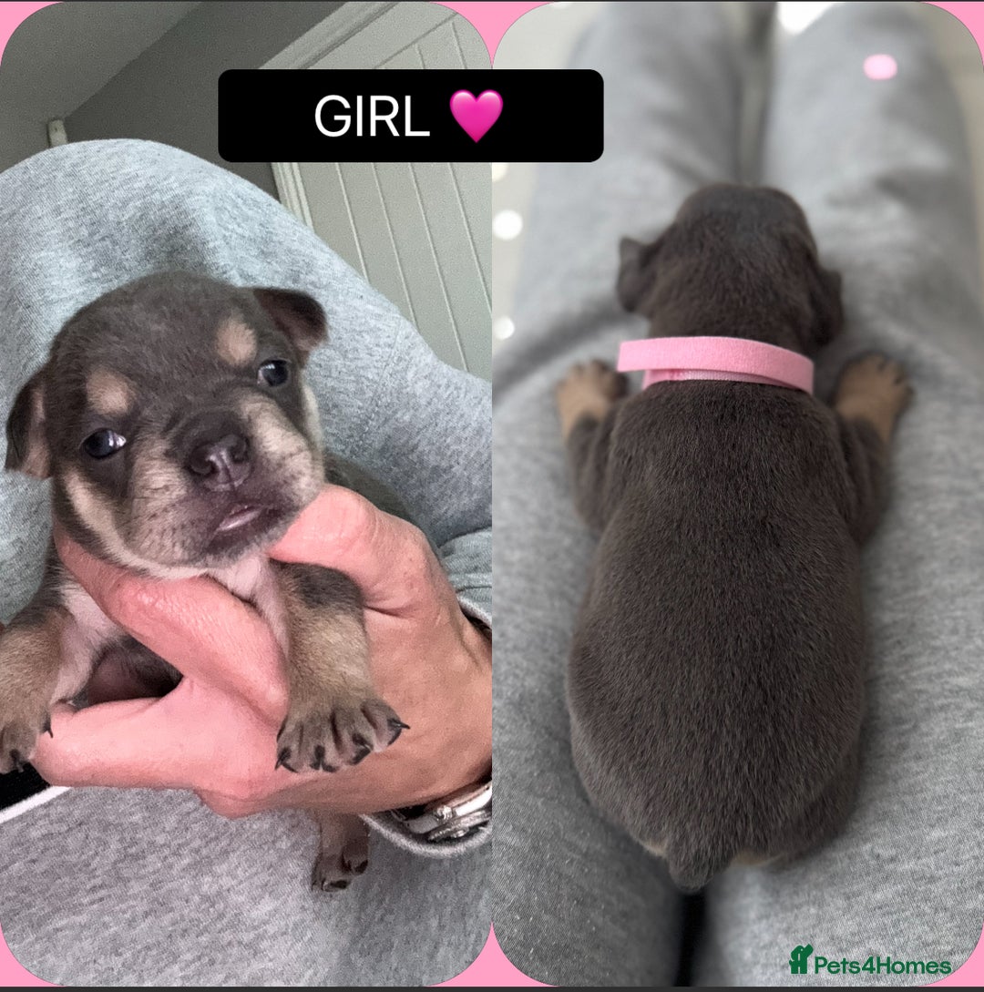 Mixed Breed dogs for sale: 5 beautiful frenchie x English bulldogs for sale  - Image 3