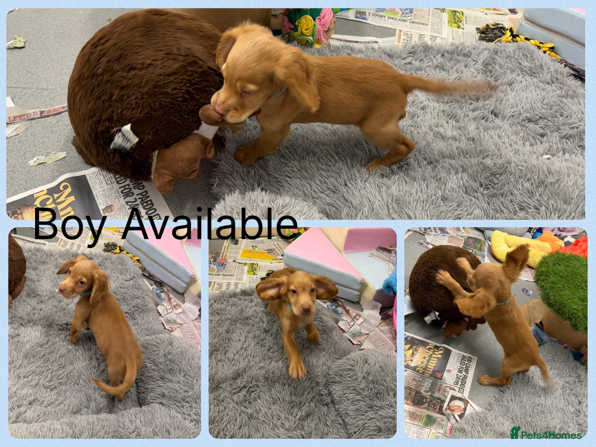 Cocker Spaniel dogs KC Registered Cocker Spaniels - Advert 2