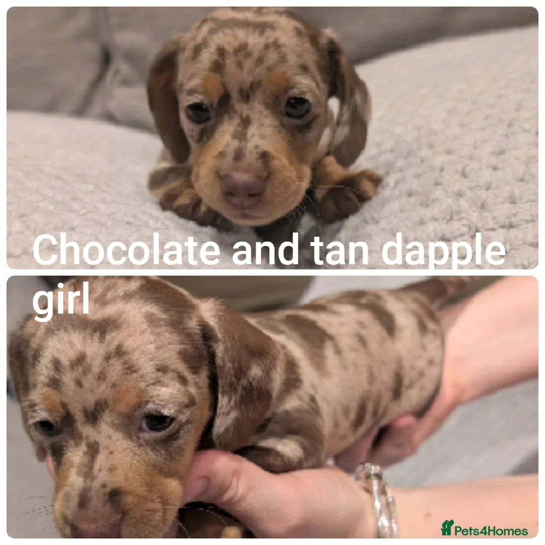 Miniature Dachshund dogs for sale: miniature dachshund puppies litter of 5 - Advert 4