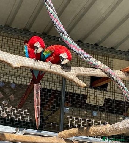 Macaws birds Proven hand-raised pair green wing Macaws for sale - Advert 1