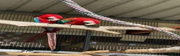 Macaws birds for sale: Proven hand-raised pair green wing Macaws for sale - Advert 1