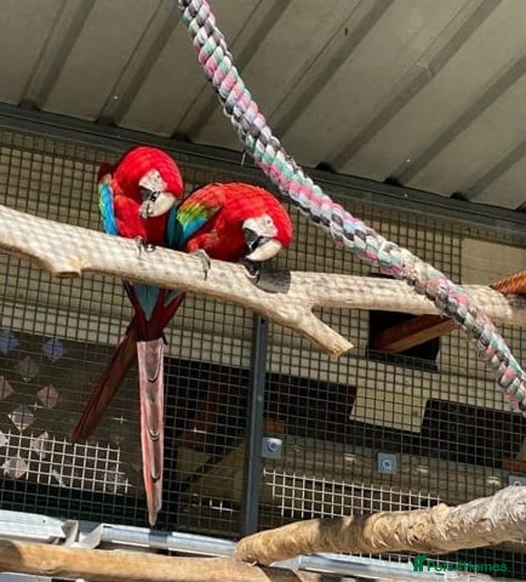 Macaws birds for sale: Proven hand-raised pair green wing Macaws for sale - Advert 1