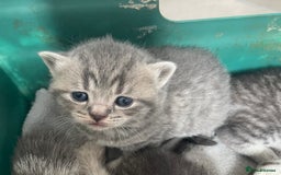 Scottish Fold cats for sale: Pedigree Scottish fold kittens for sale - Image 18