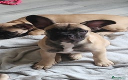 French Bulldog dogs for sale: 🐶3 french bulldogs left, price reduced £500🐶 - Image 6