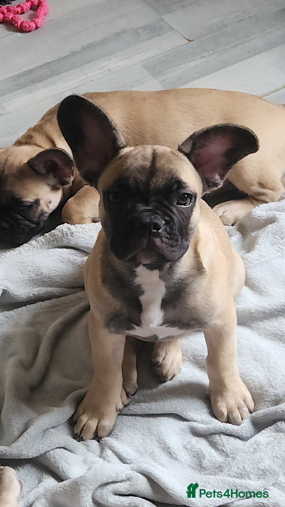 French Bulldog dogs for sale: 🐶3 french bulldogs left, price reduced £500🐶 - Image 6