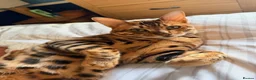 Bengal cats for sale: Beautiful Bengal Kittens For Sale  - Advert 3
