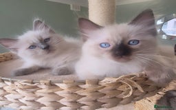 Ragdoll cats for sale: Quality ragdoll kittens 🐾 Sepias & traditional  - Image 7