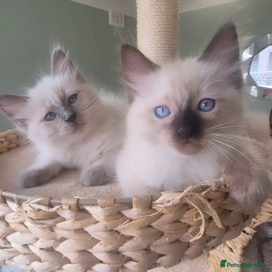 Ragdoll cats for sale: Quality ragdoll kittens 🐾 Sepias & traditional  - Image 7