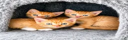 Mixed Breed cats for sale: Rare female ginger, & calico kittens - Advert 8