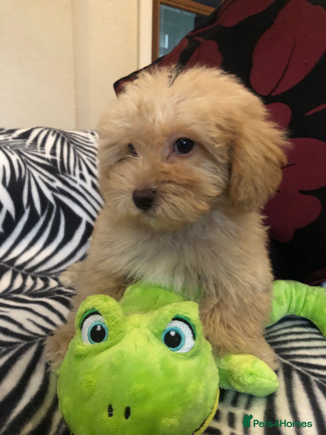 Mixed Breed dogs for sale: shihpoo x maltese puppies for sale - Advert 2