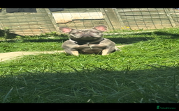 French Bulldog dogs for sale: 3 years old French Bulldog female . £450  - Image 3