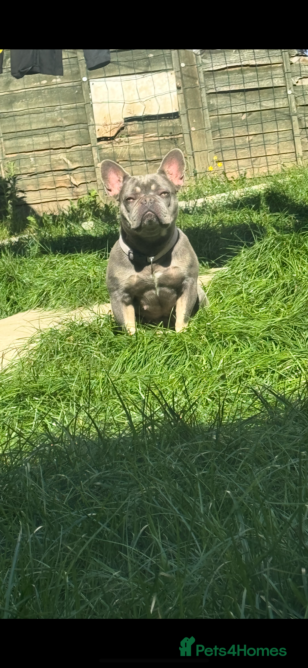 French Bulldog dogs for sale: 3 years old French Bulldog female . £450  - Image 3