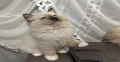 Ragdoll cats 😻 Beautiful Ragdoll Kittens😻 - Advert 12