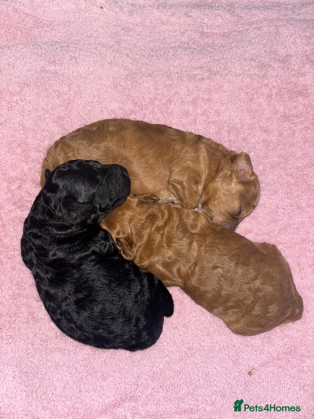 Cockapoo dogs for sale: Stunning cockapoo puppies - Advert 6