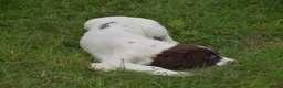 English Springer Spaniel dogs for sale: Working English springer spaniels  - Advert 29