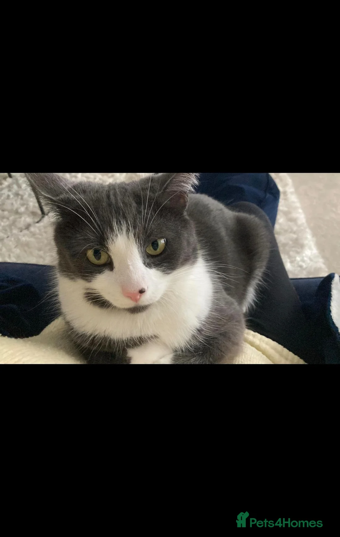 Mixed Breed cats for sale: 2 beautiful male cats in Hengoed - Advert 1