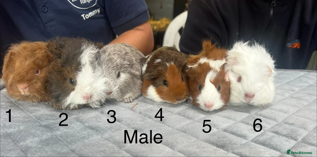 Guinea Pig rodents for sale: Baby guinea pigs for sale  - Advert 2