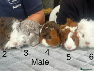 Guinea Pig rodents Baby guinea pigs for sale - Advert 4