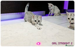 Scottish Fold cats for sale: Scotish Fold Kittens (Delivery available) - Image 13