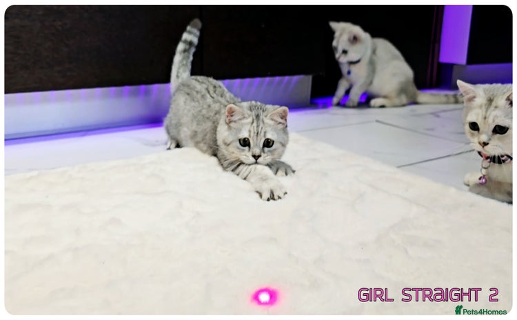 Scottish Fold cats - Advert 2