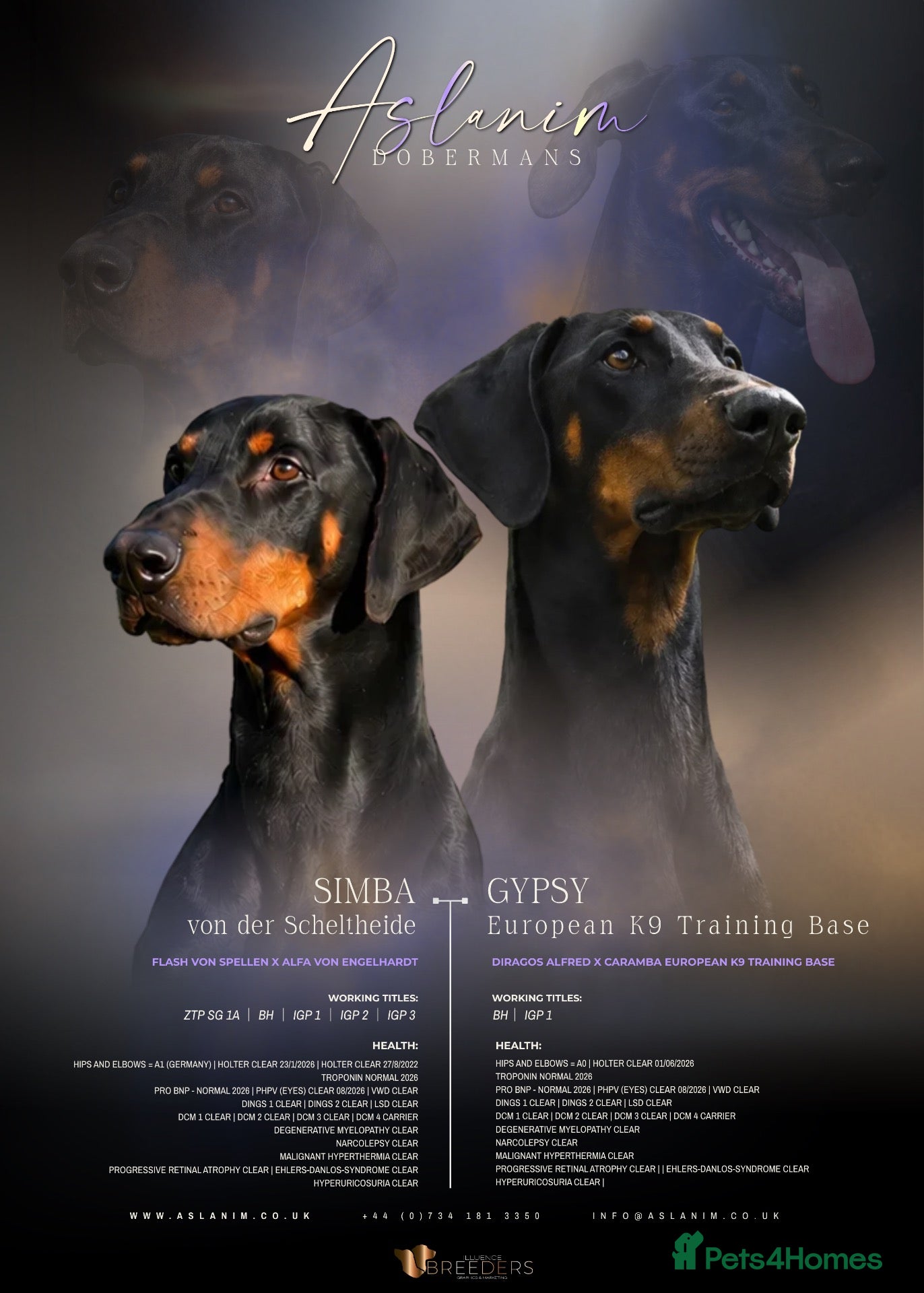 Dobermann dogs KC reg, Fully Health Tested Parents, 0% inbreeding - Advert 1