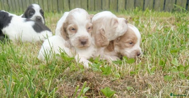 Sprocker dogs - Advert 2