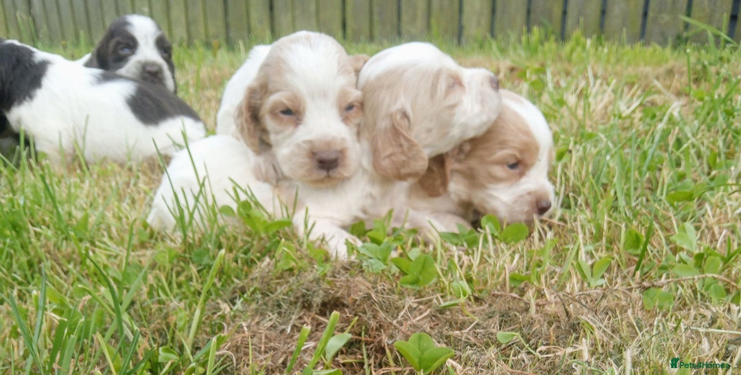 Sprocker dogs for sale: Beautiful f2 sprockers - Image 2