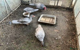 Ducks poultry for sale: Muscovy duck  - Image 7