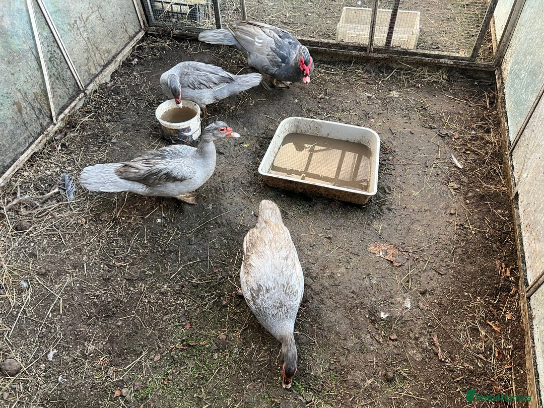 Ducks poultry for sale: Muscovy duck  - Image 7