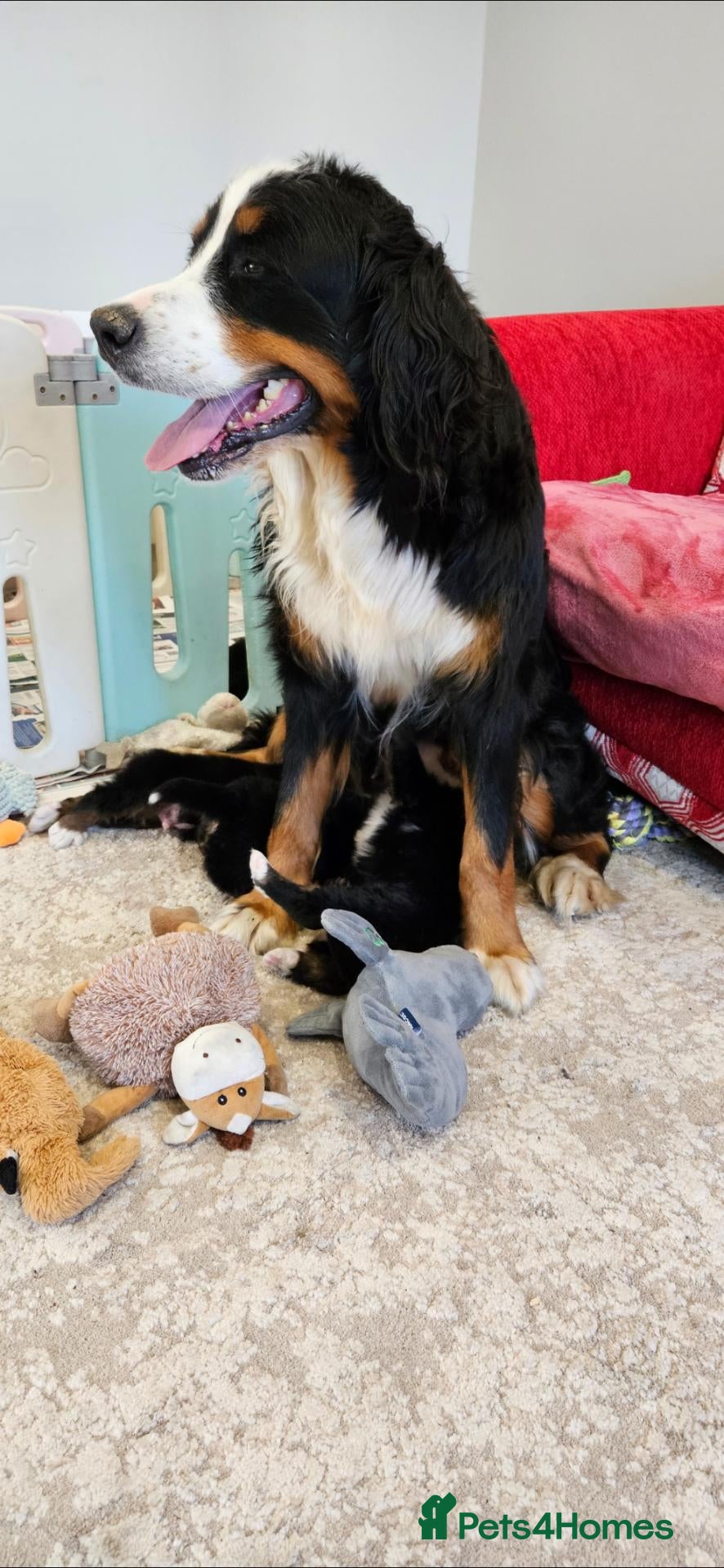 Bernese Mountain Dog dogs Kc reg bernese mountain pup's  - Advert 5