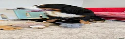 Bernese Mountain Dog dogs for sale: Kc reg bernese mountain pup's  - Advert 1